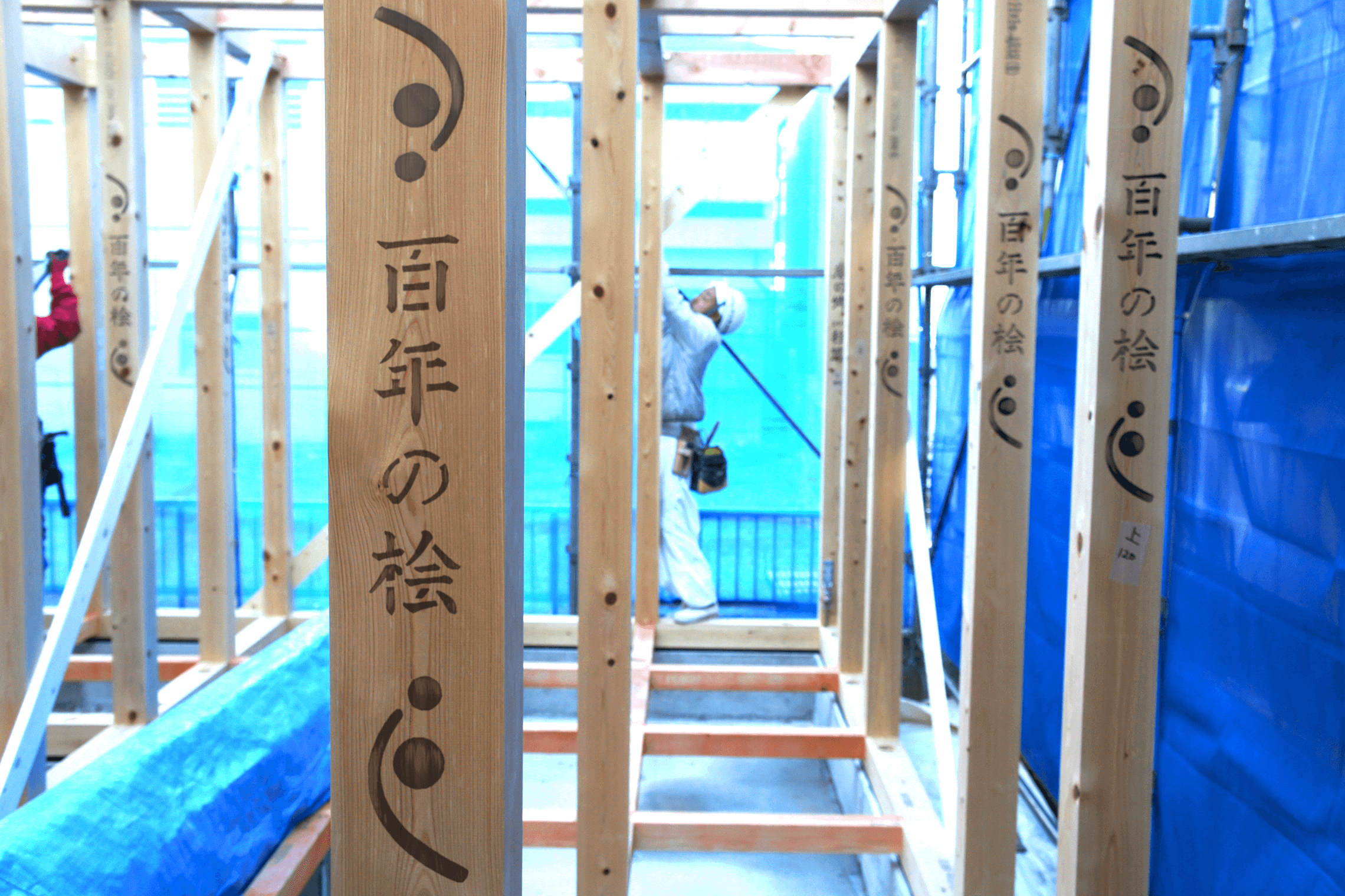百年の桧_1_1 百年の桧_1_1