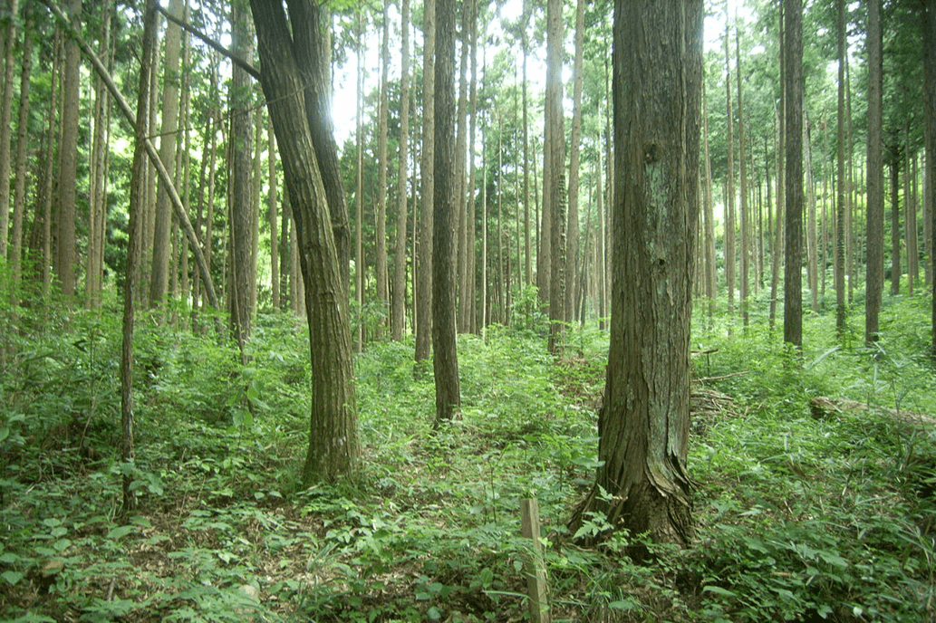 百年の桧_2 百年の桧_2
